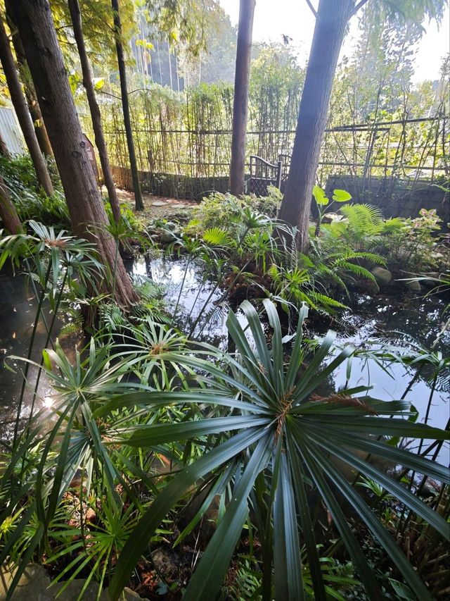 🌲落羽松秘境中的蔬食饗宴#🌿 澄石享自在-臺中市北屯區