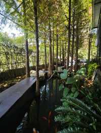 🌲落羽松秘境中的蔬食饗宴#🌿 澄石享自在-臺中市北屯區