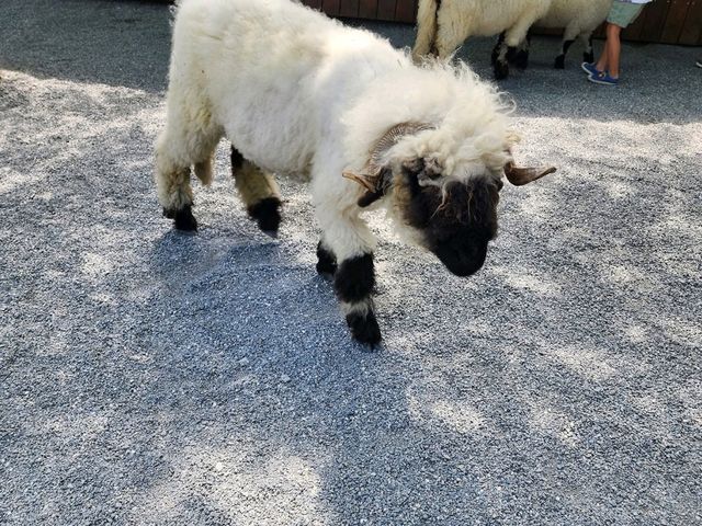 Spend a Wild Day at Yilan’s Lanyang Animal and Plant Kingdom 🦙✨ Spend a Wild Day at Yilan’s Lanyang Animal and Plant Kingdom 🦙✨