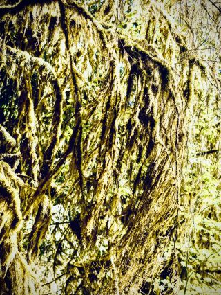 魏森湖的納格勒高山牧場與苔蘚岸邊懸崖：克恩頓州海拔 930 公尺的飲用水湖泊easytravelp