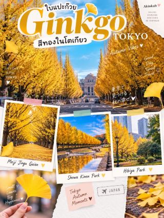 โตเกียวช่วงปลายปี กับพิกัดดอก Ginkgo สีทองอร่าม