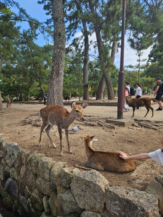 🦌 Олений парк Нара: Милые оленята, но и взрослые особи — это не шутка! 🇯🇵😂