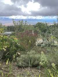 Discover the Serenity of Ali‘i Kula Lavender Farm – Maui’s Hidden Gem