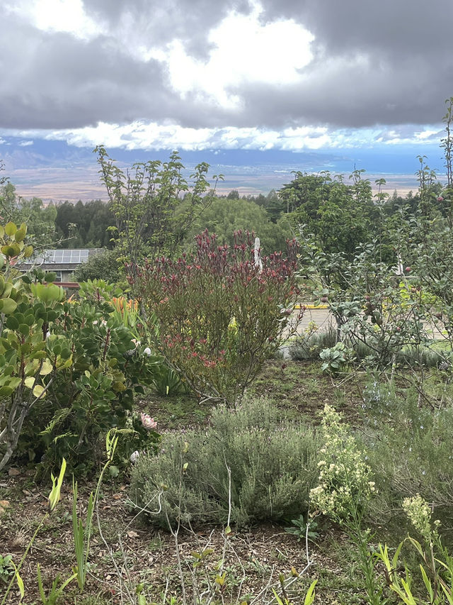 Discover the Serenity of Ali‘i Kula Lavender Farm – Maui’s Hidden Gem