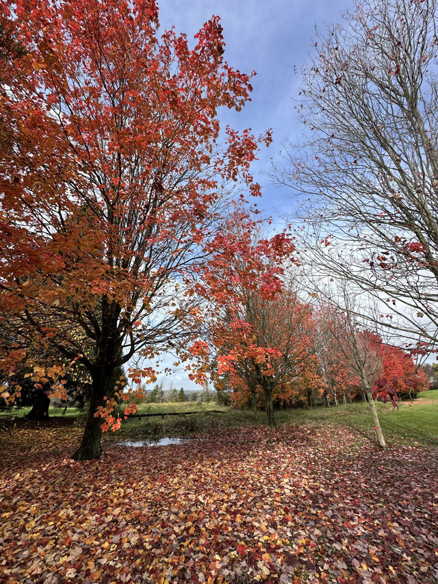 紐西蘭Rotorua 市政公園賞紅葉🍁