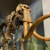 National Museum Cardiff
