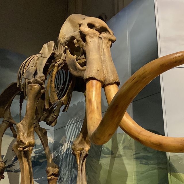National Museum Cardiff