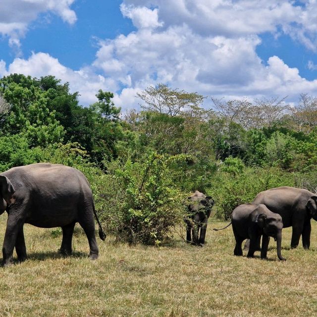 Elephant Safari in Sri Lanka