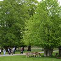 🇬🇧曼城周邊鹿園 Dunham Massey