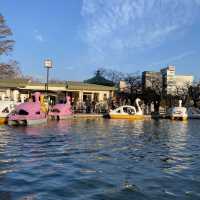 Paddle boats tour in Shinobazu Pond (Tokyo)
