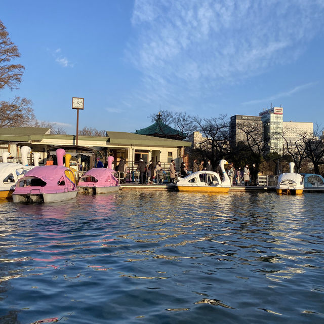 Paddle boats tour in Shinobazu Pond (Tokyo)