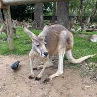 Lone Pine Koala Sanctuary 🐼