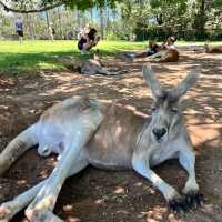 Lone Pine Koala Sanctuary 🐼