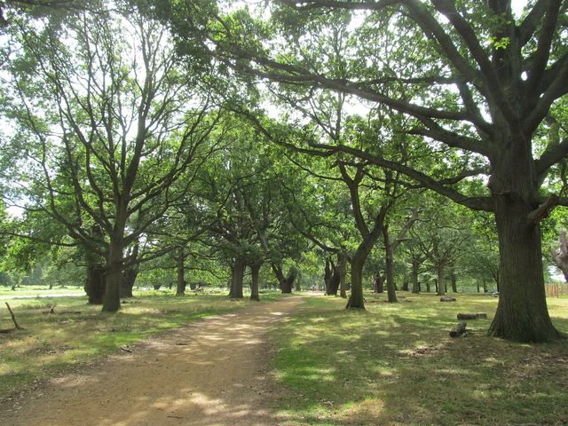 Richmond Park's Natural Majesty