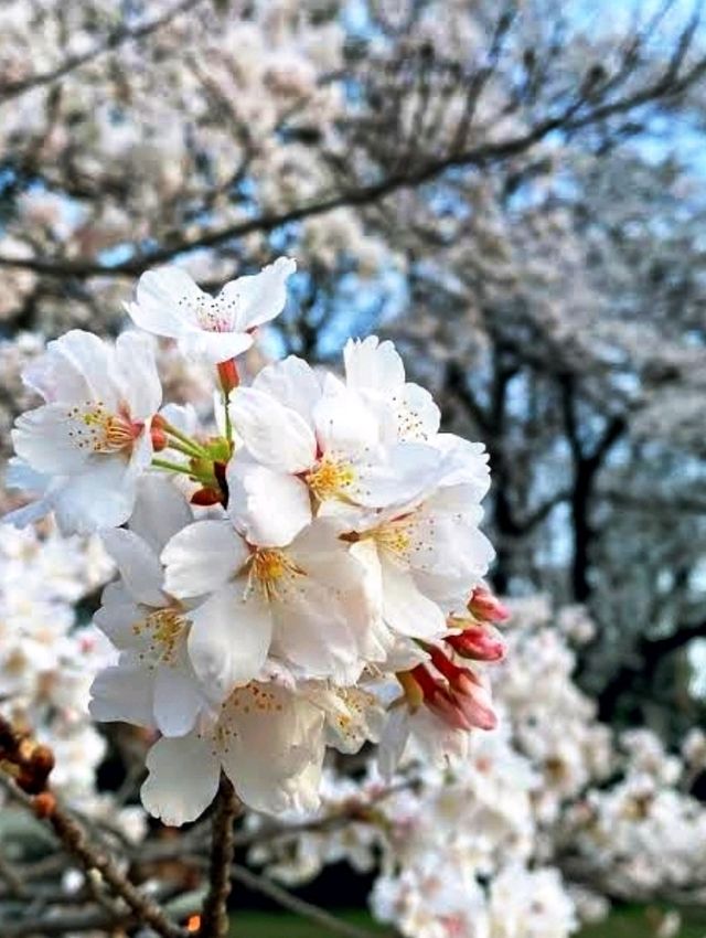 東京《都立砧公園》🌸激罕🌸超大櫻花樹🌸