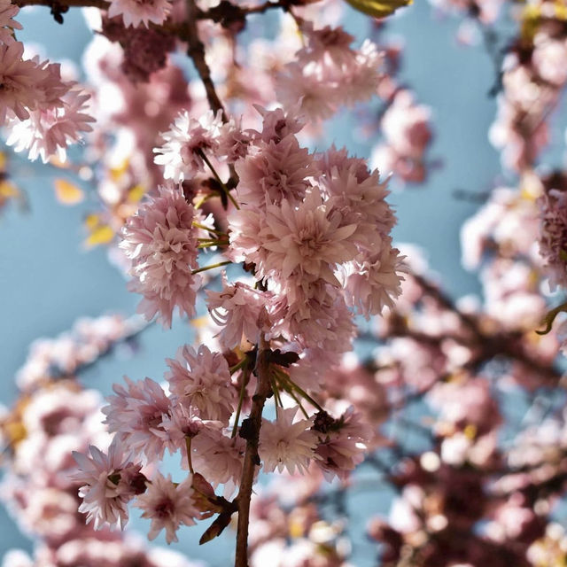 🌸 Japan's Cherry Blossom Varieties 🌸