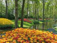 Tulip Season in the Netherlands: A Dreamy Escape to Keukenhof 🌷✨