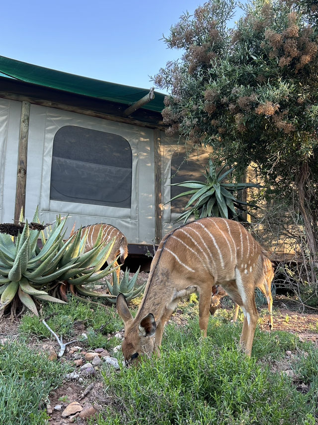 Staying in a tent among antelopes 🥹