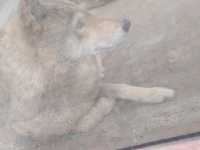 Must-visit places in Anshan Zoo