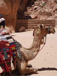 Petra - One of the seven new wonders of the world ✨