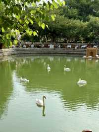 Springtime Magic at Lyabi Khause – Bukhara’s Heartbeat