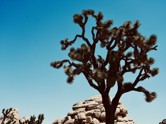 Joshua Tree National Park - the USA’s forgotten gem! 