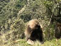 Simien National Park 
