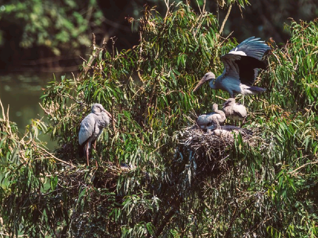 Thung Nham Bird Park: A Hidden Oasis in Tam Coc, Vietnam
