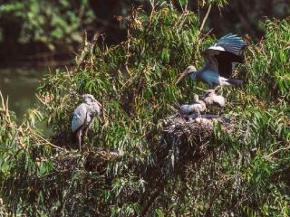 Thung Nham Bird Park: A Hidden Oasis in Tam Coc, Vietnam