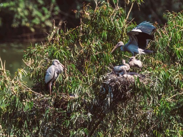 Thung Nham Bird Park: A Hidden Oasis in Tam Coc, Vietnam