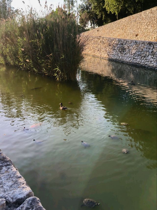 Turtles, Birds & Sunshine at Cabecera Park 🐢🦆🌿