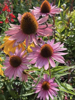 Claude Monet’s Garden