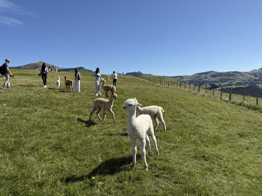 Tôi chia sẻ trải nghiệm đặt vé đến trang trại Samara Alpaca Ranch trên Trip.com.