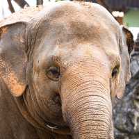 Animals of Chiang Mai Zoo