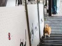 「猴硐貓村」偶遇喵星人