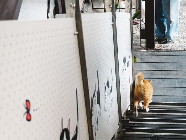 「猴硐貓村」偶遇喵星人