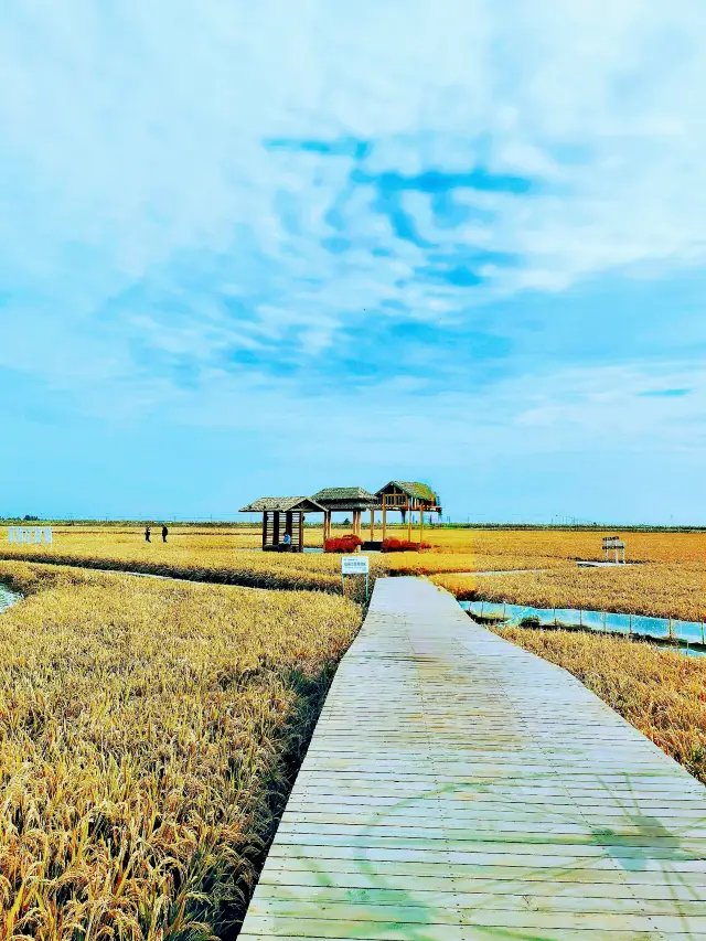 The golden paddy fields of the Red Beach National Scenic Corridor
