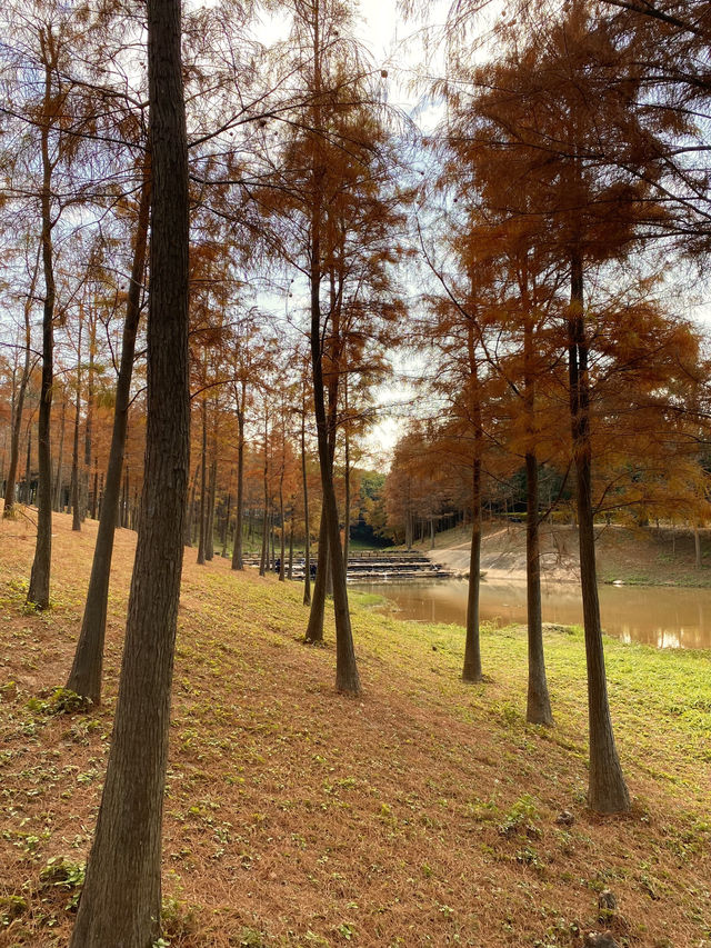 比油畫還美深圳醉美落羽紅杉