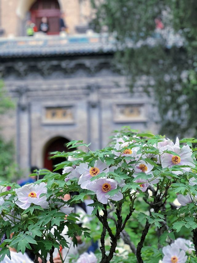 太原雙塔寺賞明代古株牡丹