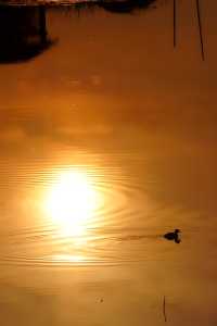 去太湖濕地公園，晚秋景是最誘人