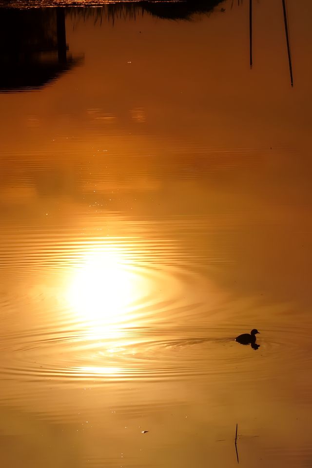 去太湖濕地公園，晚秋景是最誘人