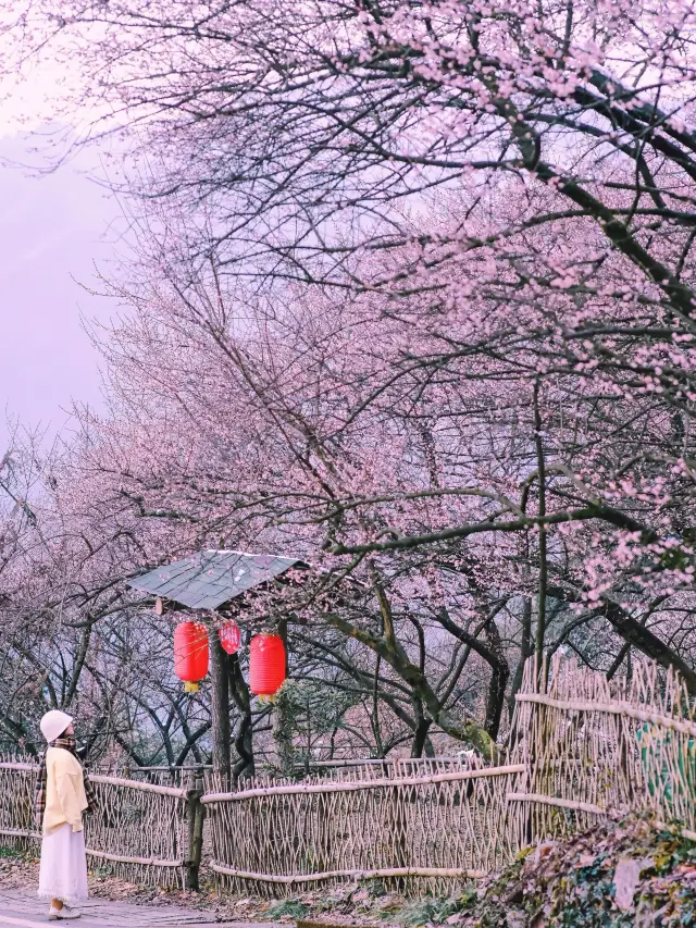 Oh my god, there is a hidden sea of plum blossoms in Chengdu, too stunning|