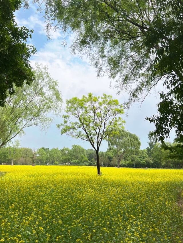 北京——玉東郊野公園，放鬆遛娃的好去處||