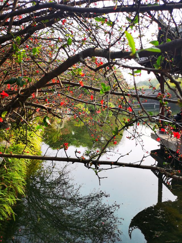 棠湖賞花正當時