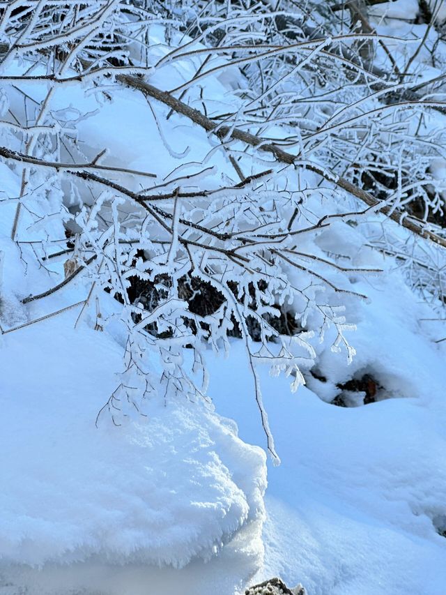 長白山旅遊看到霧凇