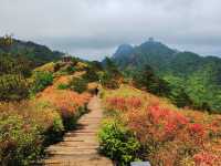 人間四月天，被這座杜鵑山承包了