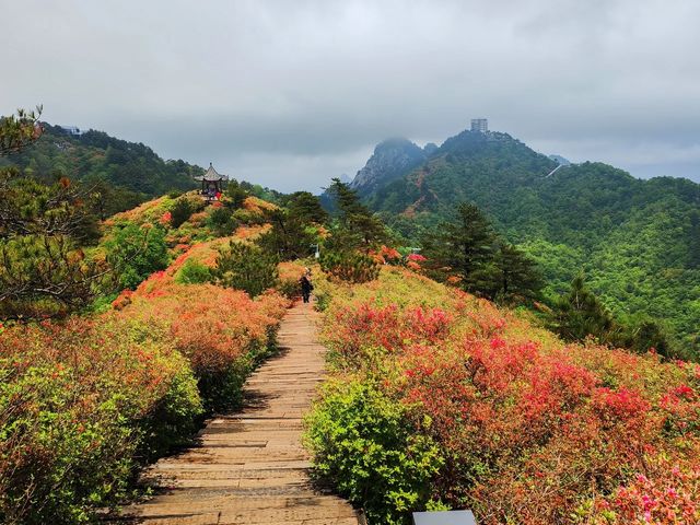 人間四月天，被這座杜鵑山承包了