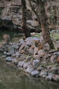 上海遛娃好地方動物園太治癒