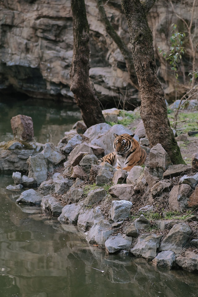 上海遛娃好地方動物園太治癒