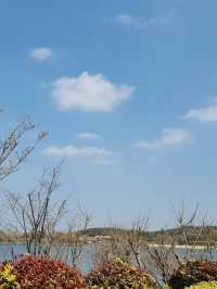 南京空氣好，景色好！銀杏湖如畫春天